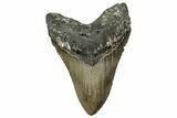 Serrated, Fossil Megalodon Tooth - North Carolina #328408-1